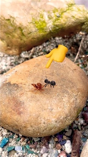 Red Ants So Lovely! 🐜❤️ Watch This Tiny Moment #trending
