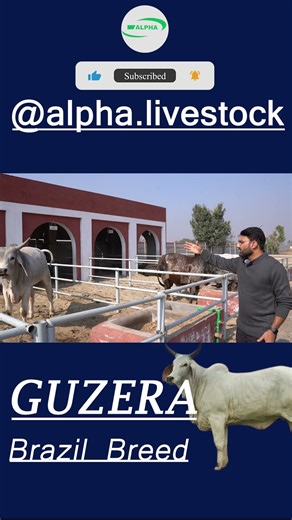 Massive Guzera Bull 💪🐂 | Pure Brazilian Power at Alpha Livestock 🇧🇷