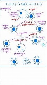Primary Immune Response Explained | T Cells and B Cells (A-Level Biology)