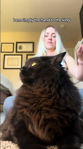 His majesty requests panks & treats immediately!!!! #catsyoutube #cat #funnycat #foryoupage #pets