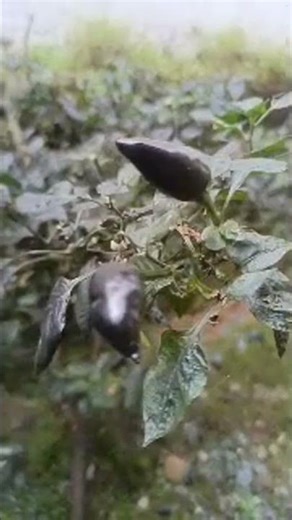 🗣️Good mornings everyone 💁🙆‍♂️