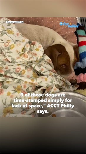 A Philadelphia shelter puts out an urgent call to adopt dogs amid severe overcrowding. https://gma.abc/3VGR2sx | Good Morning America