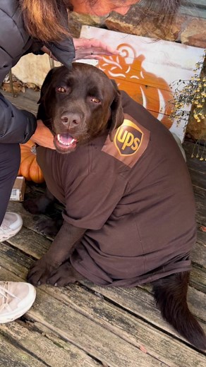 Creative Halloween Costume Ideas for Dogs