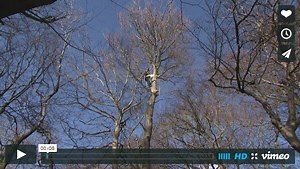 VETree – Veteran tree management | Ancient Tree Forum