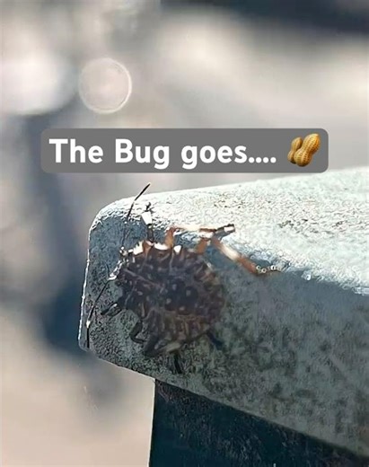 Angry cute… the Bug #cute #animals #bugs