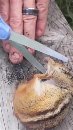 Person Uses Scissors to Rescue Squirrel Stuck in Net