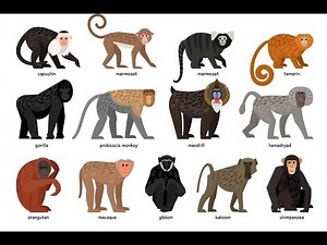 Monkey Breed Classification using Deep Learning!!
