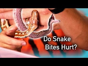 Bitten by Baby Blood Pythons |{Sangria Saturday}|