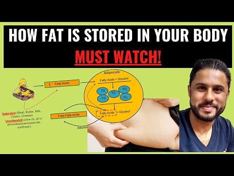 Science of Obesity - How is Fat Stored in the Body? (Pt II)