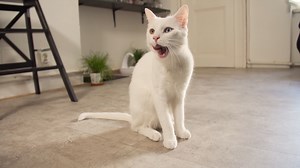 Levné kočičí jídlo: Sice ušetříte, ale micku tím trápíte. Expertka radí, jak pořídit to správné | Škola mazlíčků | Stream