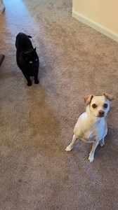 27 reactions | Senior cat, Rascal, has made incredible progress in...