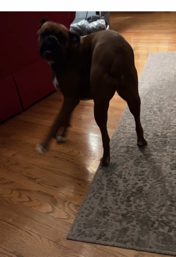 How Boxer Dogs Automatically Brighten Your Day