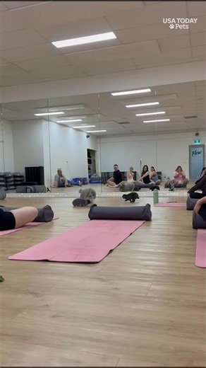 This fluffy, grey bunny may resemble a well known “Lord Of the Rings” wizard, but it’s only magic is captivating a rabbit yoga class. #usatodaypets | Lansing State Journal