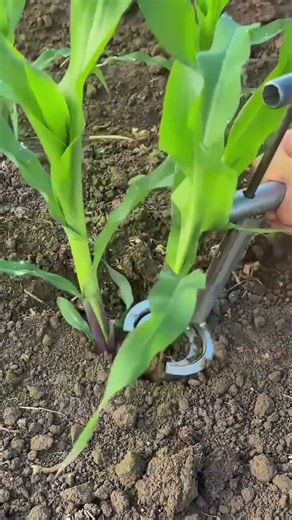 ハンドプランター：突き刺して植え付け