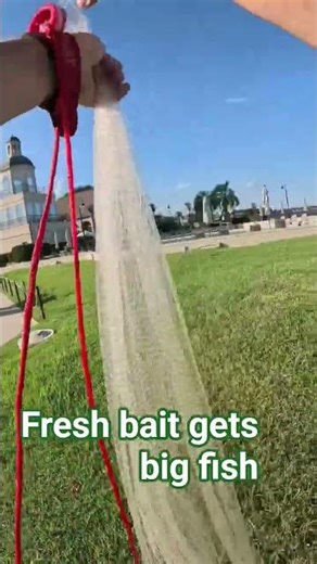 learn to use a castnet a cat fishermans best friend #fishing #catchingbait