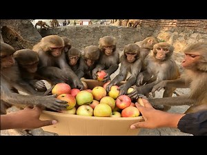 Monkey are too excited about apple || apple and tomato combo pack for monkeys families