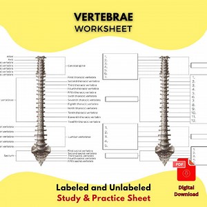Vertebrae Column Anatomy Worksheet Printable PDF Labeled & Unlabeled - Etsy