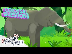 7 Facts About Animals For Kids! 🐘 🦒 | SCIENCE For Kids | Mega Moments