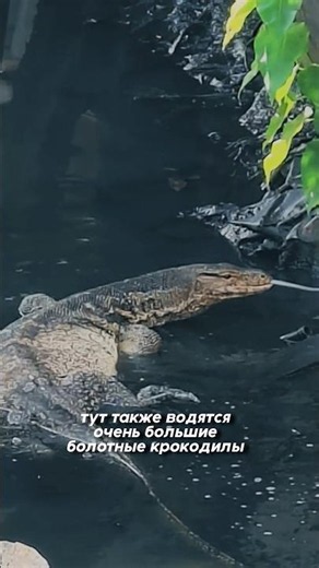 I encountered a crocodile on the street 😱