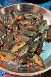 1.9M views · 10K reactions | Deshi Koi Fish Curry Recipe | Street Food Hunting | Facebook