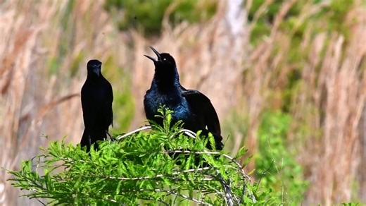 Good morning #Birds & #Nature! Boat-tailed Grackles calling (Quiscalus major) . It is a passerine bird of the family Icteridae found as a permanent resident on the coasts of the Southeastern and Mid-Atlantic United States. | BIRDS & Nature