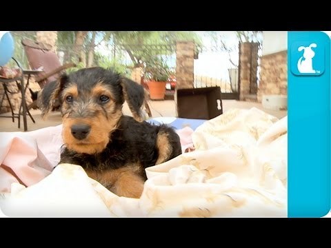Airedale Terriers Puppies - Puppy Love