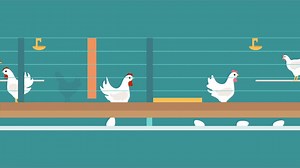 Ohio is one of the largest egg farming states in the nation. Find out where hens live on Ohio egg farms and how eggs make it from egg farms to you. | Ohio Egg and Poultry Farmers | Facebook