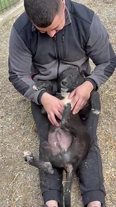 Every Life Counts shelter 🌸🌸🌸🌸 These are different photos/videos taken during the last days but that I didn’t managed to post everything yet so I have selected a few 🌝🌝🌝 A few photos & videos to show how “ life” in our shelter is, daily interaction with all the dogs and puppies it’s always a Must...🤨🤨🤨🦮🦮🦮🦮🦮🦮🦮🦮🐶🐶🐶🐶🐶🐒🐒🐒 | Every Life Counts Rescue