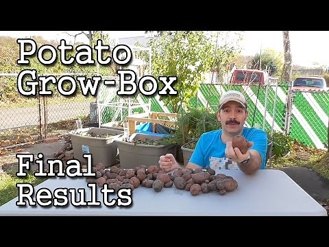 Growing Potatoes in a Potato-Grow BOX - FINAL RESULTS
