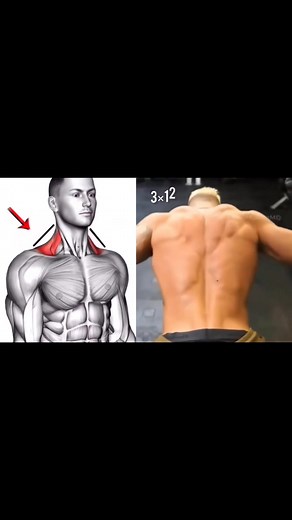 8 BEST TRAP WORKOUT AND EXERCISE... #traps #rashidkhanfitness | Gym bodybulding & fitness