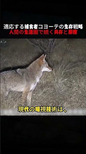 The Survival Strategy of the Adaptable Predator: Coyotes Living and Clashing in Human Habitats #C...