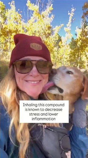 Japanese researchers discovered that trees release compounds called phytoncides that actually reduce