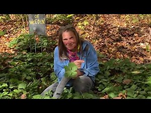 Allegheny Spurge: a recommended native Pachysandra groundcover – Featured Video