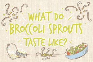 What Do Broccoli Sprouts Taste Like? | The Buyers Guide