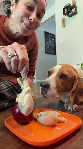 Beagle Dog Health and Nutrition Tips