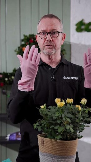 Caring for indoor roses: How to make them bloom longer and stay healthy | toom plant tips #shorts