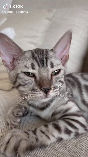 This little meow 🥺🐾 sound on 🔊 #fyp #foryoupage #cat #bengal