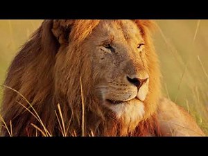 African Wildlife | Sony a6700 APS-C | Slow motion| 4K