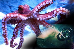 Irre oder genial? Craig Foster lebt ein Jahr mit einer Krake!