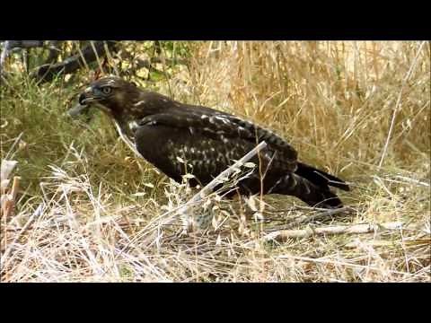 Immature Red-Tailed Hawk Kills and Eats Rabbit in San Diego, California
