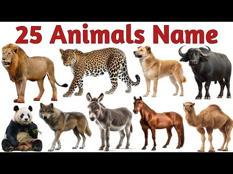25 जानवरों के नाम सीखें | 25 Animals Name English to Hindi Animals Name for Kids | जानवरों के नाम
