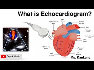 What is Echocardiogram | Biotechnology | General Medicine