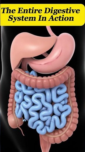 “The Entire Digestive System in Action | Stunning 3D Animation