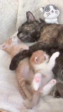 Cat grandma love! Sweet senior cat licking cute tiny kittens #kittens #catgrandma
