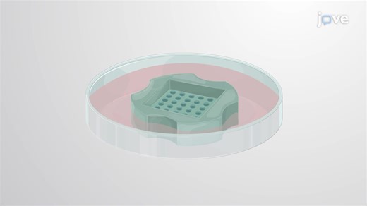 T Cell Co-Culture with Tumor Spheroids | JoVE EoE