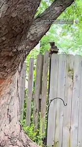 14K views · 220 reactions | Some feel-good Friday content to brighten up your feed.  Watch as a tiny bobcat kitten was reunited with its mother after getting lost during a severe storm in Kansas on June 3. More video: https://ow.ly/J2Js50W94Af | The Weather Network | Facebook