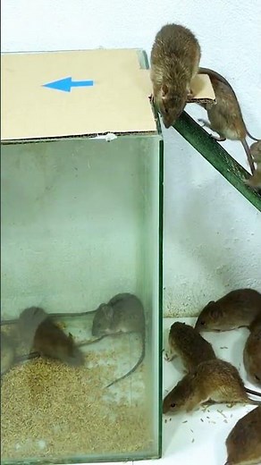 This mouse trap catches and releases safely #mousetrap #mouse #genius