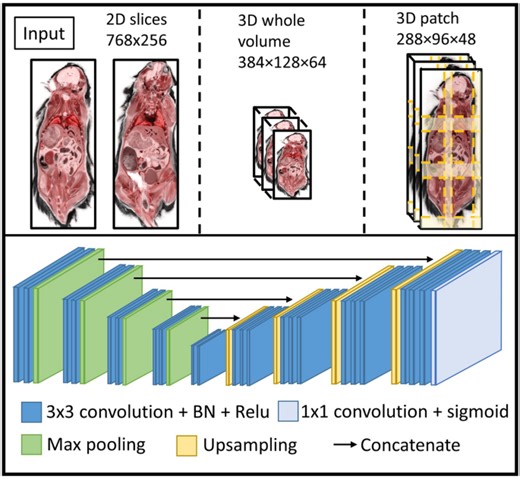 Deep learning multi-organ segmentation for whole mouse cryo-images including a comparison of 2D and 3D deep networks - Scientific Reports
