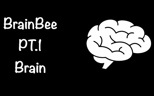BrainBee Pt.1 Brain structure