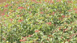 Coral fountain (Russelia equisetiformis Schltdl. & Cham.) Stock Video